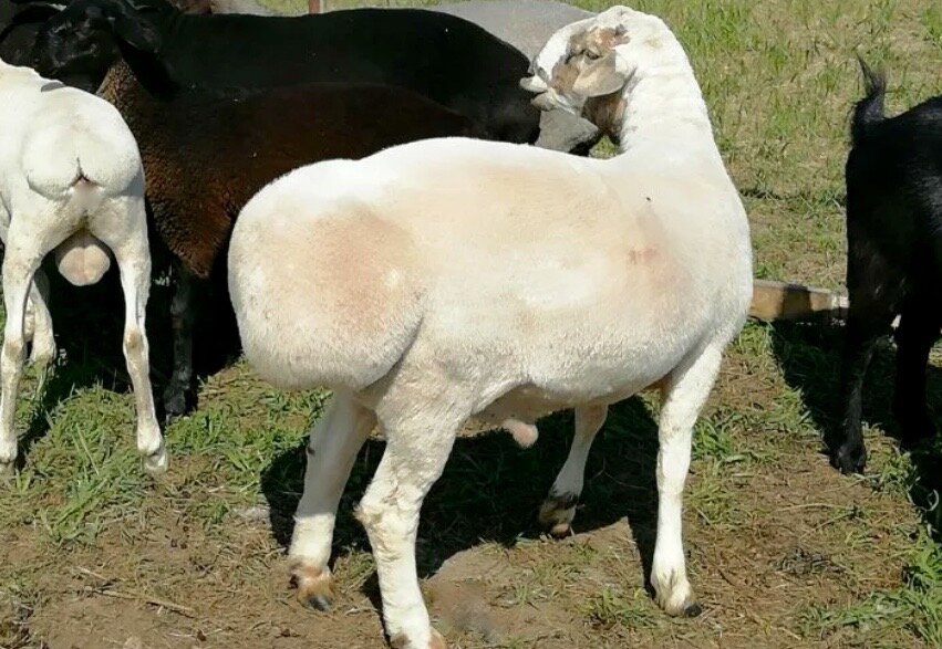 Курдючные породы овец.