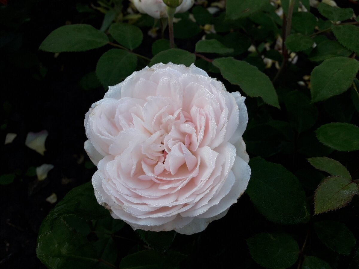 Первый цветок первогодки,15 июля 2019 г