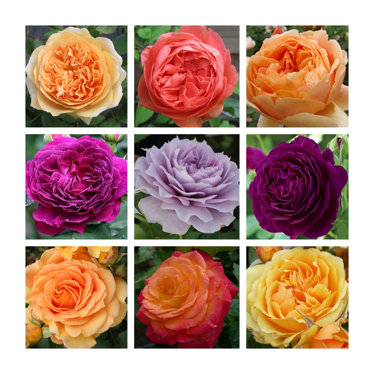 Коллаж автора.