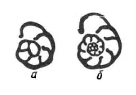 Сечение макросферической раковины (а) и микросферической (б) раковины фораминиферы Planorbulina mediterranensis