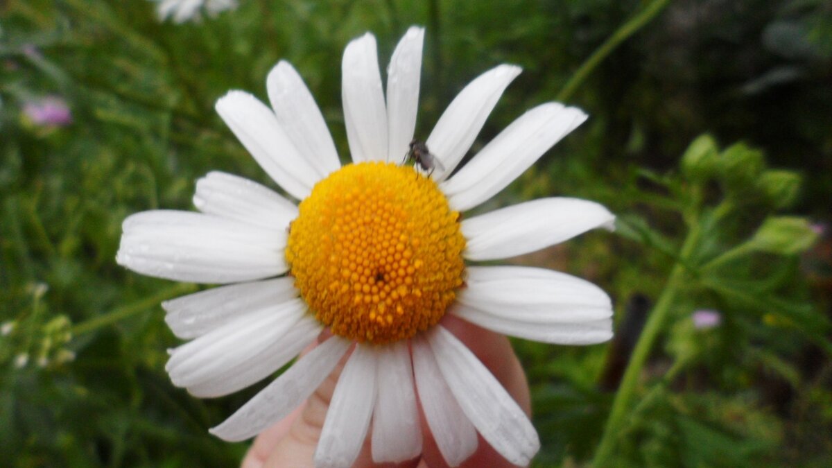 "Ромашка , а на ней букашка"