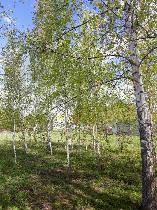 Вот так теперь выглядит бывший осиновый угол