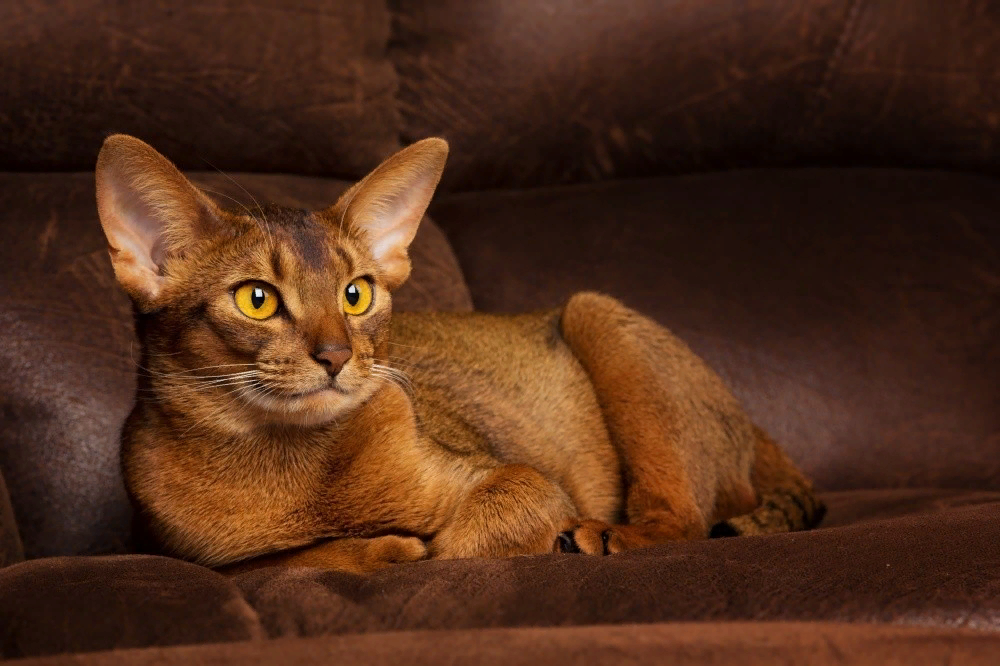 Рассмотрите фотографию кошки породы абиссинская. Абиссинская кошка. Кот породы абиссинец. Абиссинская порода кошек Абиссинская. Кошка Египетская абиссинец.