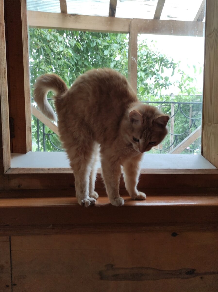 В тексте статьи я скажу то, что хотел сказать, а в фото покажу наш небольшой кошачий домик и его обитателей. Это Маруся - только проснулась и приветствует Вас!