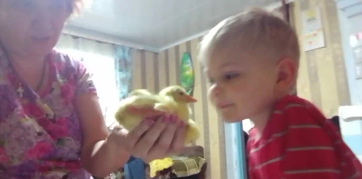 Вот малыш холмогор, один из первых инкубаторских