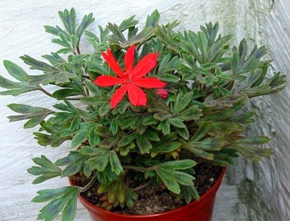 Миниатюрная “пальчатая” пеларгония “Urchin”. Вот ещё и такая . Вид один, но отличие от первой очевидно. Фото из открытых источников