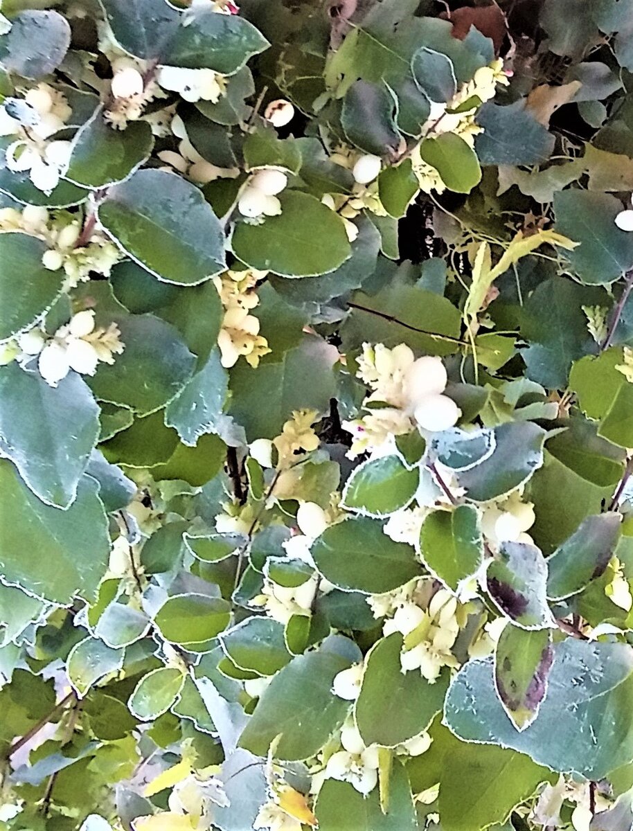 Первые заморозки