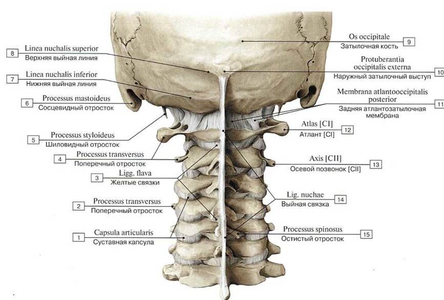 Заболевания позвоночника > Шея > Оссификация задней продольной связки