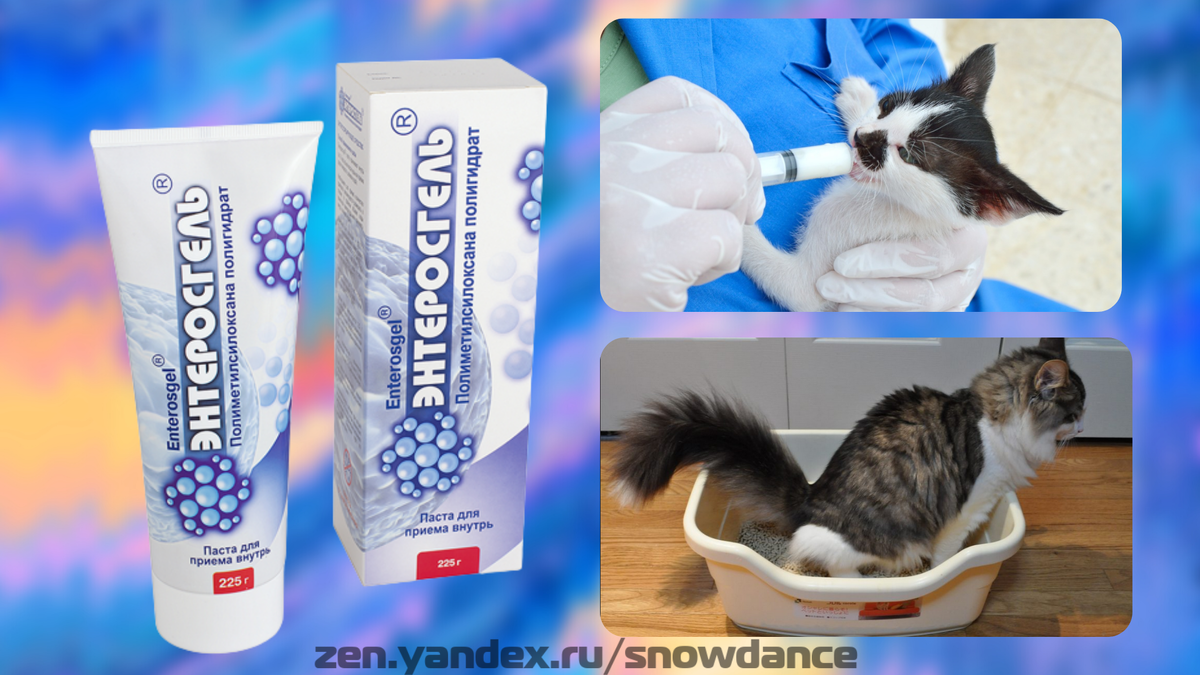 Методы лечения кошек при заражении гельминтами