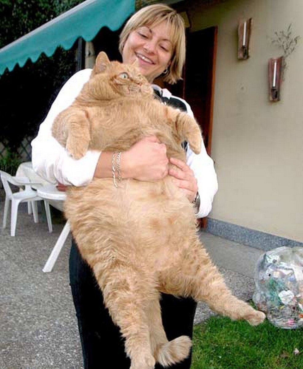 Химми кот толстый