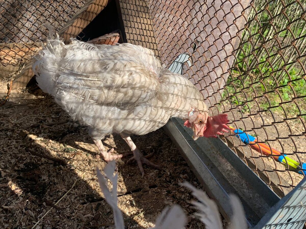 Леггорн с птицефабрики 