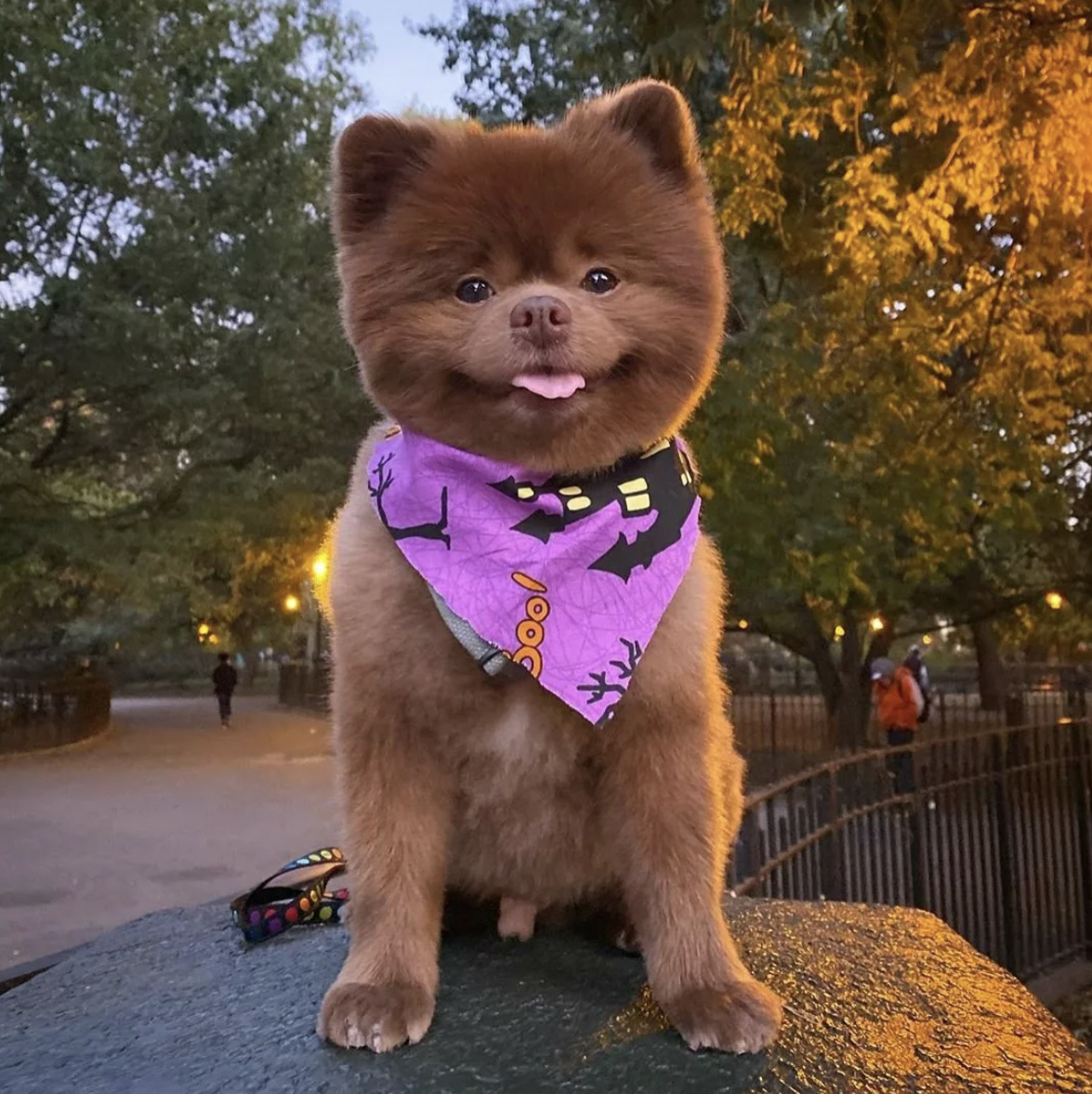 Шпиц медвежонок 