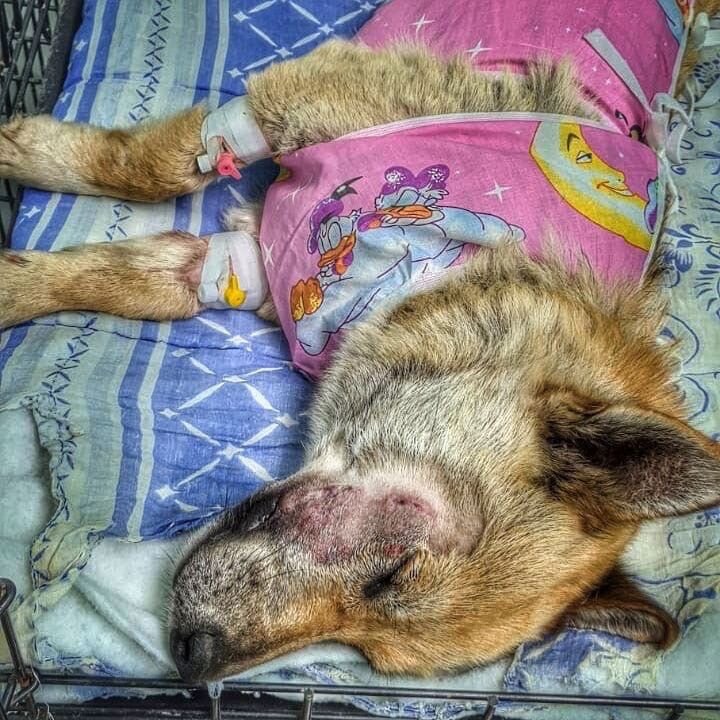 собака ждет помощи 