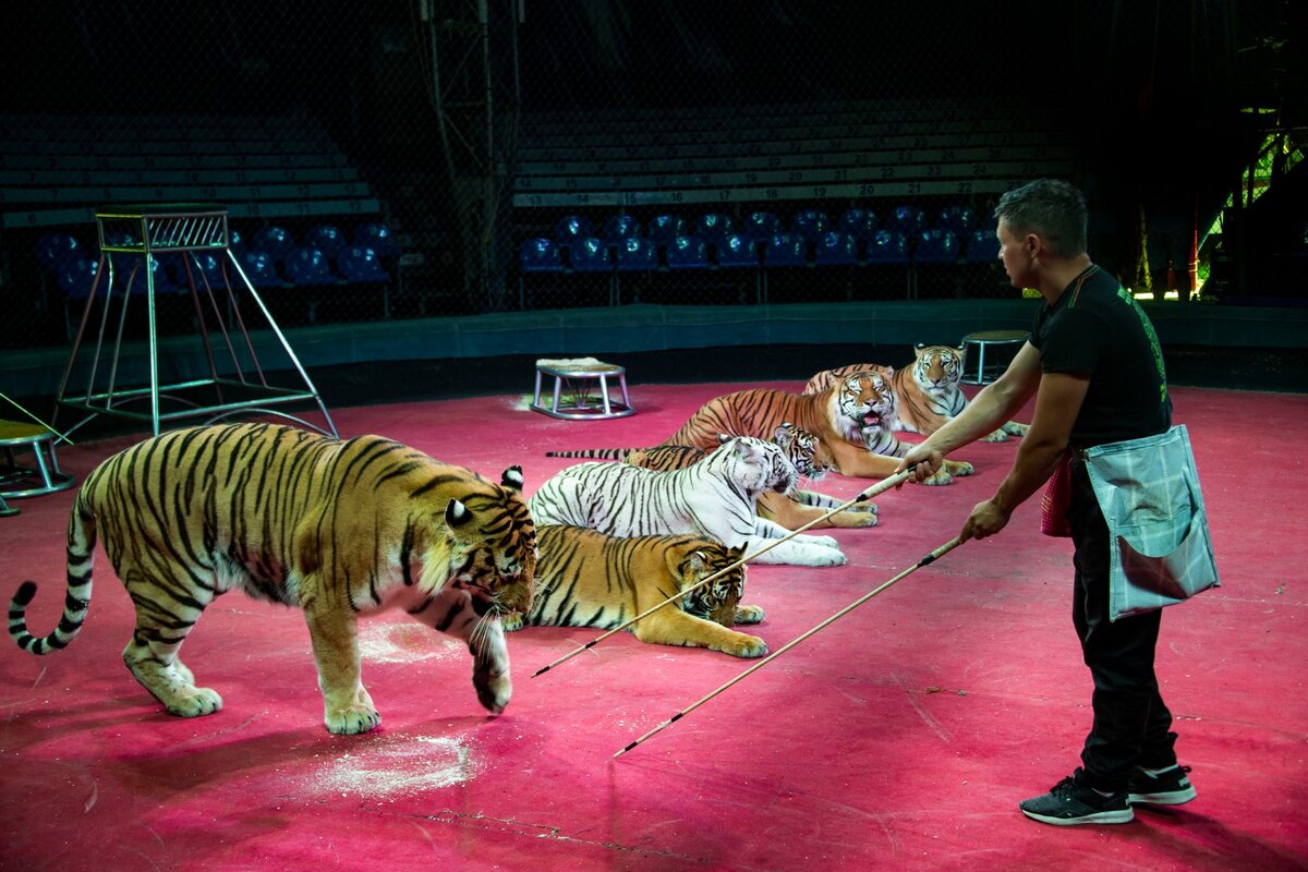 Трюк «лежать на ковре» – легкотня! Любой домашний кот сделает! 