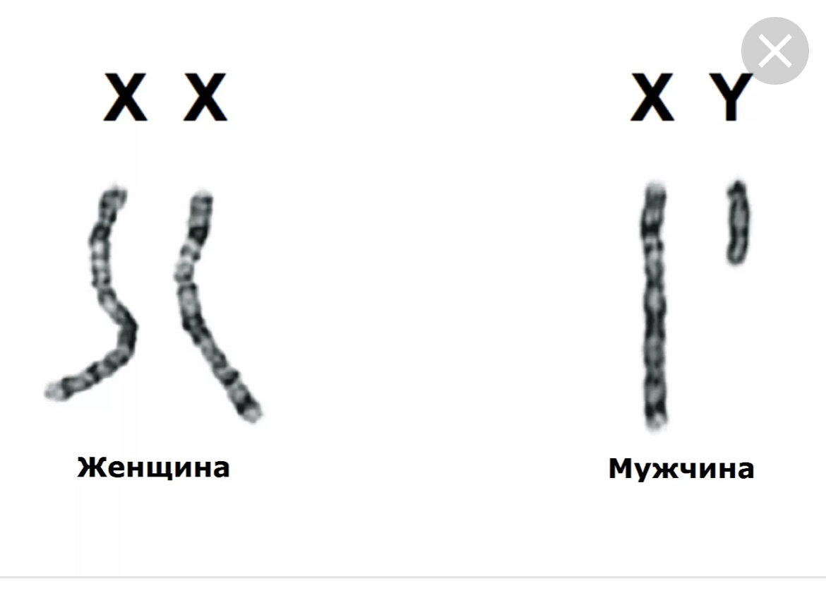 Х и у хромосомы рисунки