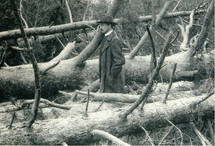 Фотограф К. Фишер. Сокольники после урагана. 