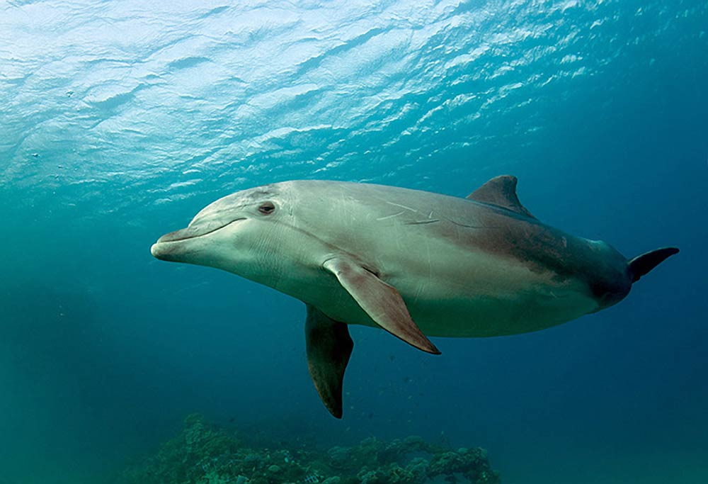 Дельфины подплывают близко к берегу: причины и отношение людей