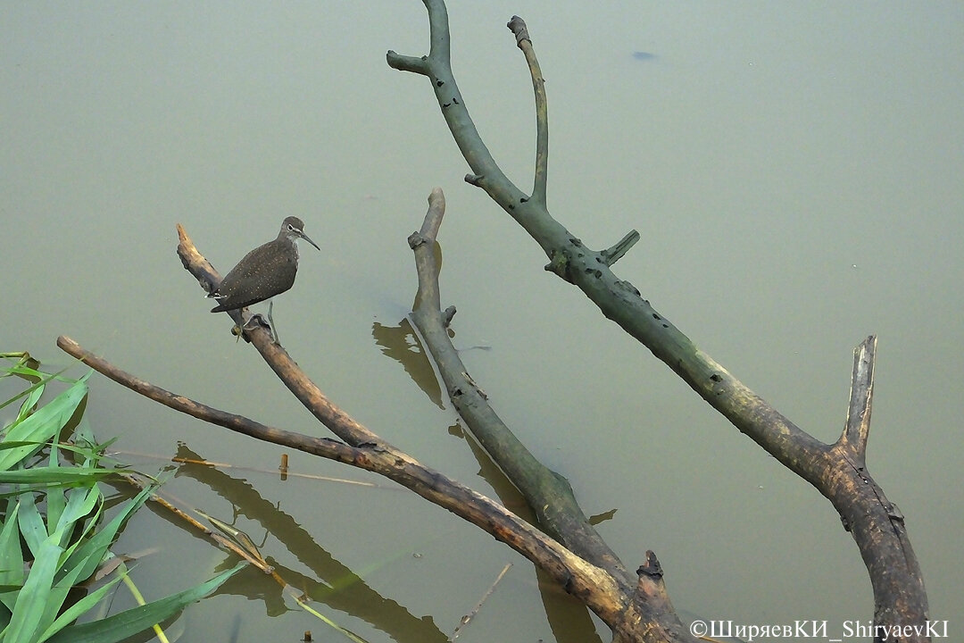 Вот первое подтверждение. На присаде ЧЕРНЫШ. Сядет на стебли тростника – тоже начинайте снимать. 