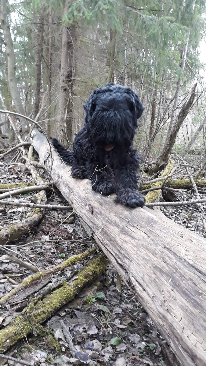 Можно и на брёвнышке, тут главное, не упасть. Продвижки вперёд уходят на второй план.