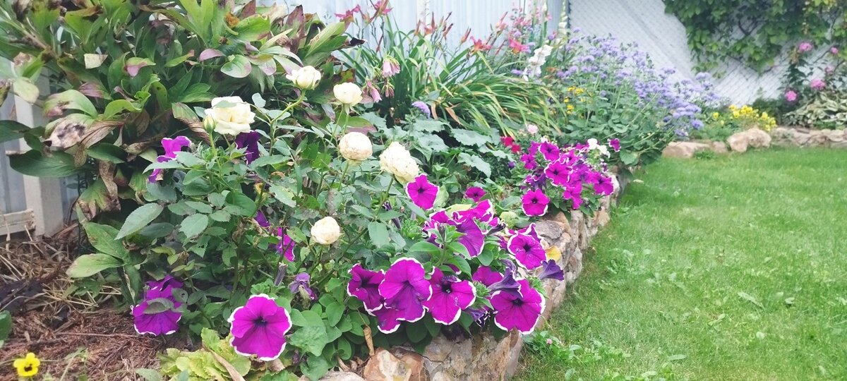 Очень удачное сочетание, на мой взгляд, получилось - мини розы с петунией.