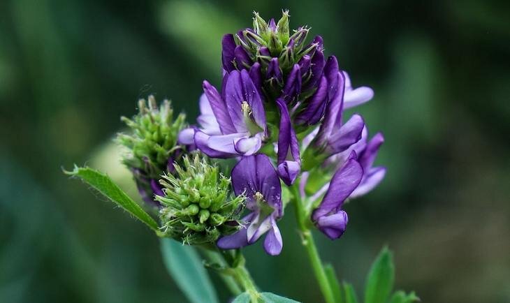    Северную люцерну разрабатывают в Канаде