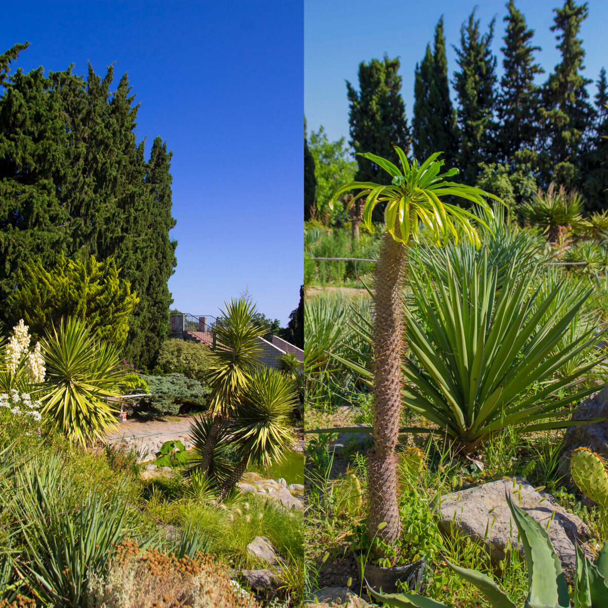 Юкка /финиковая пальма