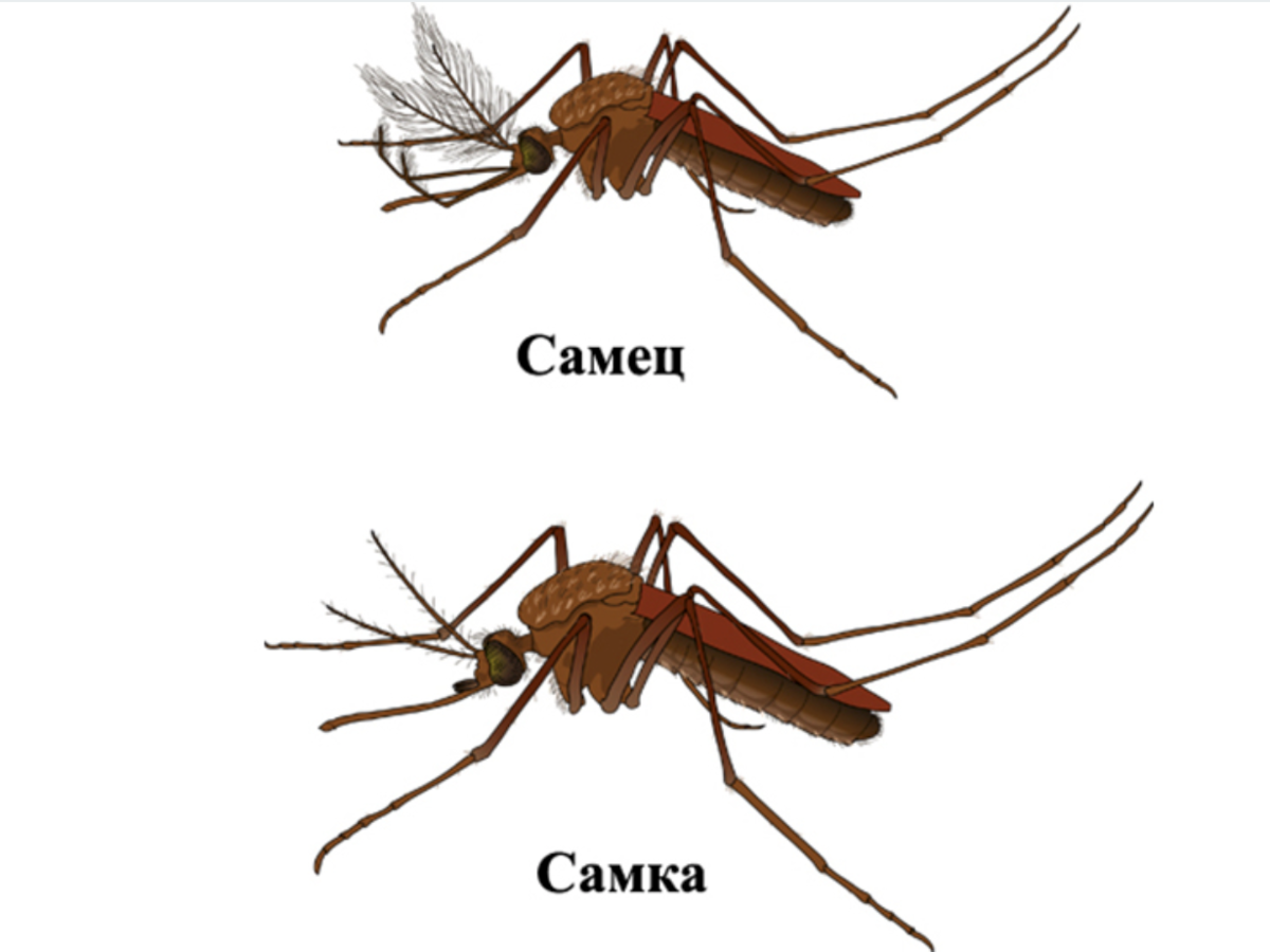 Чем отличается самец. Малярийный комар самка и самец. Комар самец и самка. Самец комара обыкновенного. Как отличить самку комара от самца.