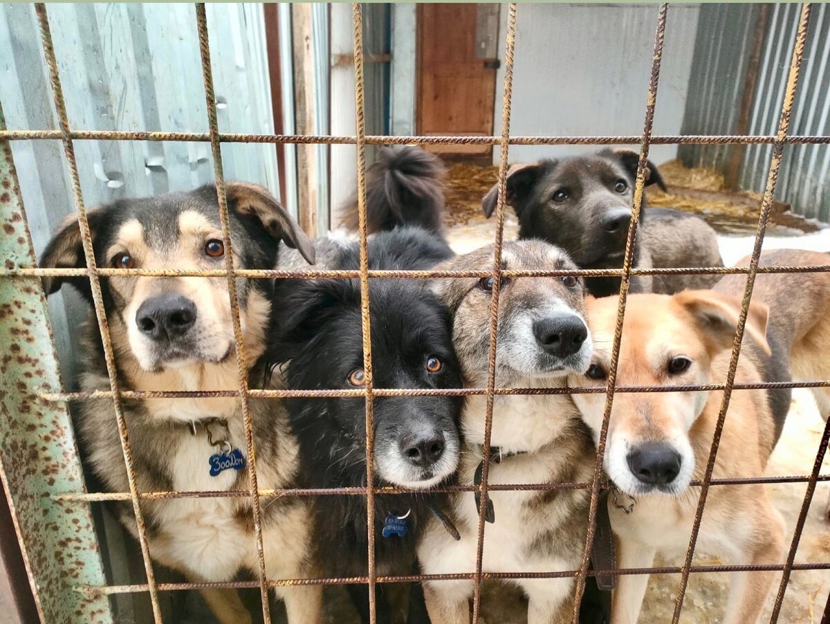 Картинка взята из официального Сообщества ВКонтакте приюта ЗООДом в г.Королев