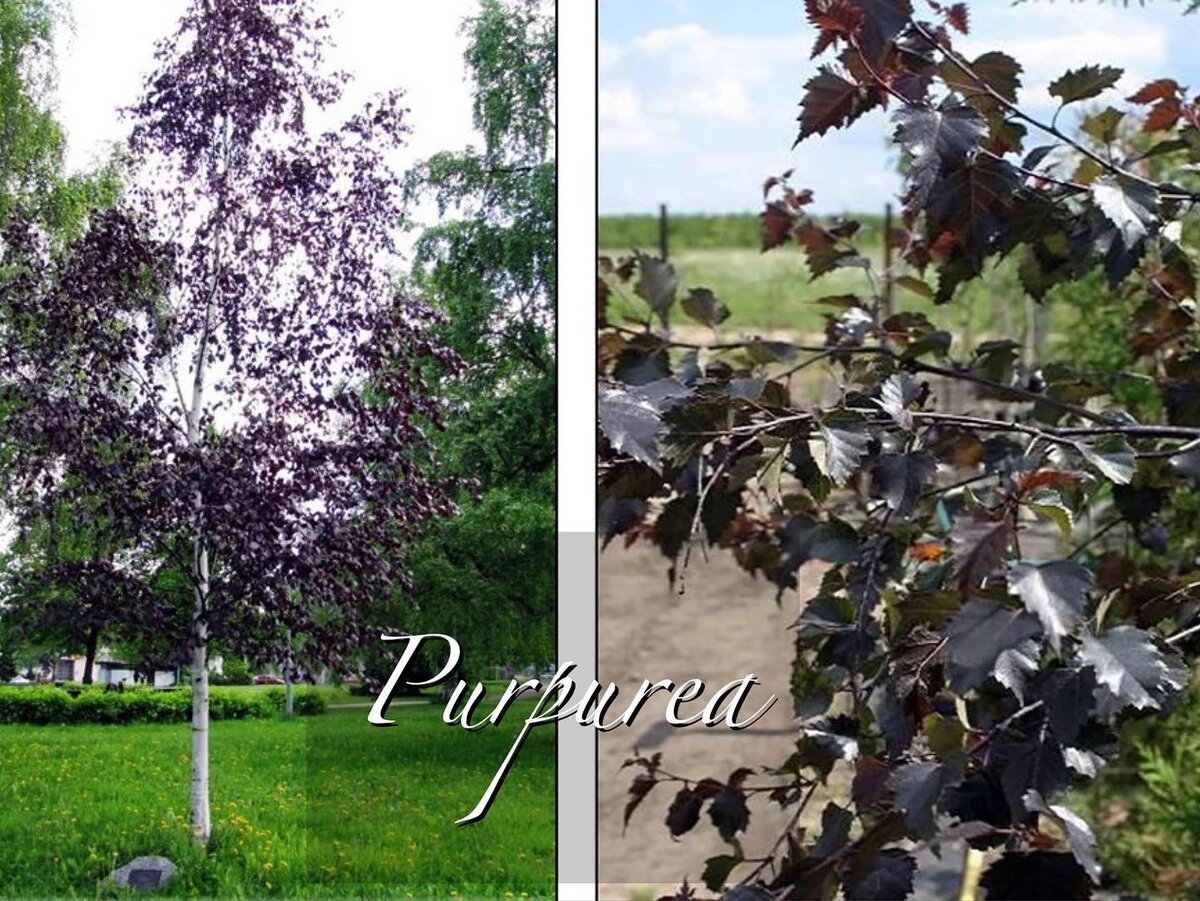 Береза роял фрост фото. Береза повислая purpurea. Береза пурпурная повислая. Береза краснолистная Роял Фрост. Береза повислая Роял Фрост.