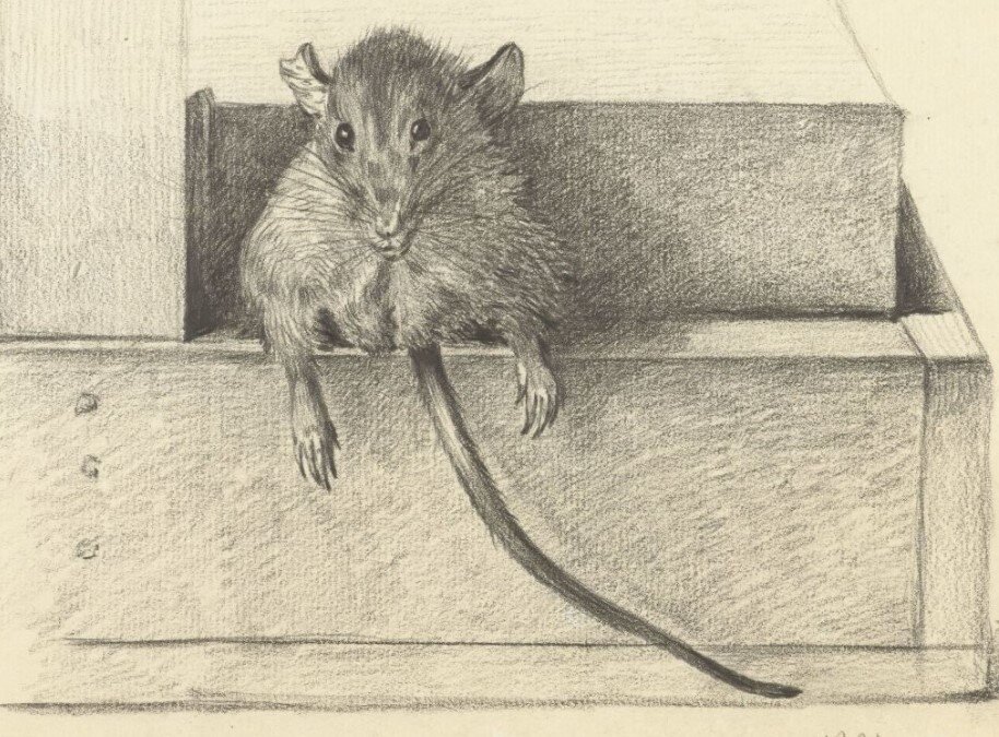 Распространилась ли в обществе молва о том, что возможно такое, когда за обличьем мыши скрывается вовсе не мышь? 