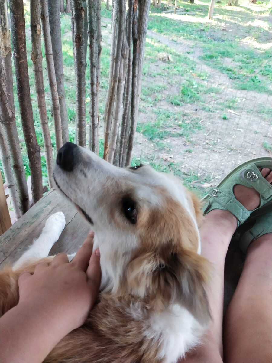 Сви на ручках 