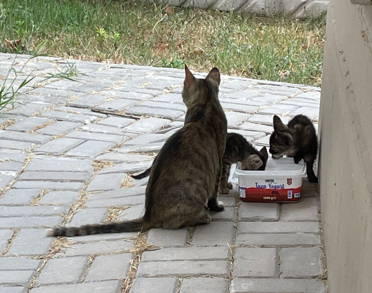 Это, конечно, милота, но...