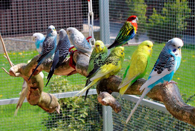 Добрый день. Расширение свободы: как устроить идеальный вольер для канареек, попугаев и других пернатых питомцев?