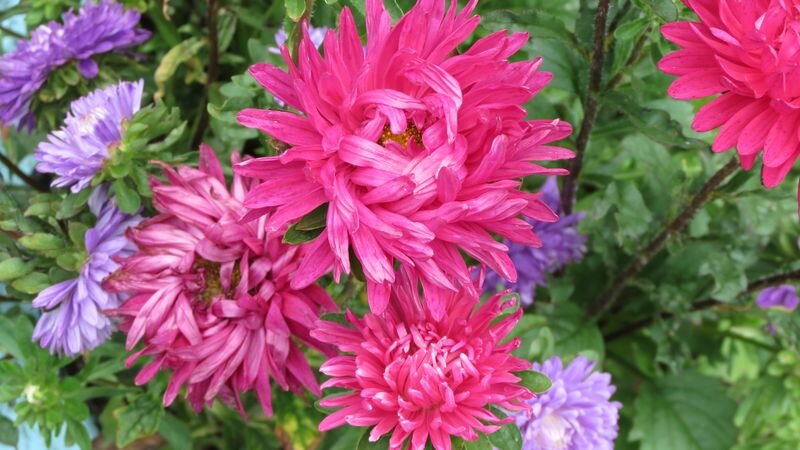 гороскоп недели 14-20 августа