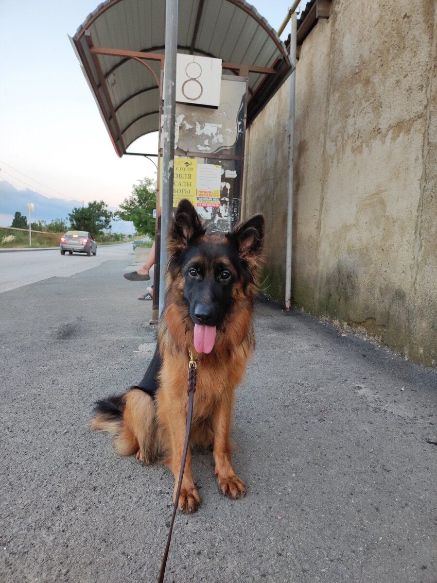 Хэппи Янкор Кримеа, 1 год. Команда "сидеть" на остановке.