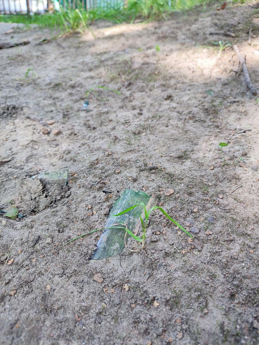 Обычная бутылка в парке вопросов не вызывает. Хотя это явление того же порядка, что и занесённые землёй дома. Моё фото, 2023 год. 