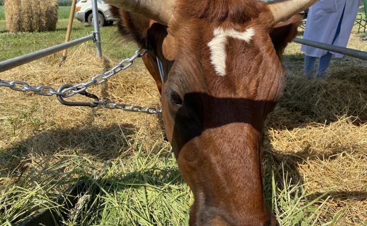    фото Курские известия