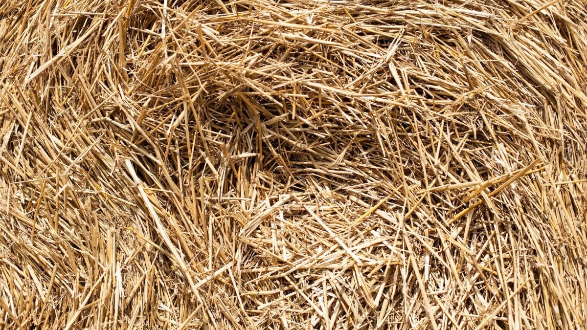    Фото: Dan Cristian Pădureț / Unsplash Август Макаров