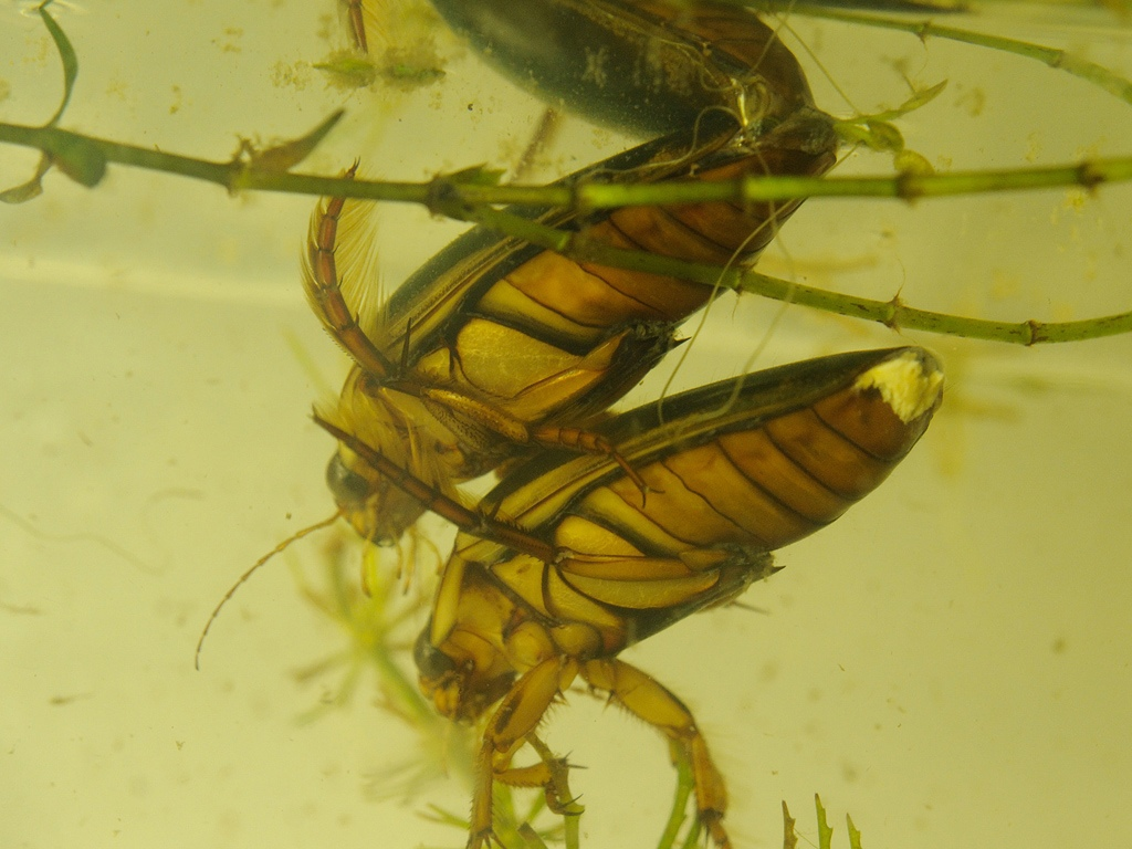 Знаешь, Игнат, я уже порядком устала от твоих этих игр с придушиванием.