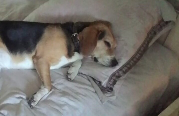 Том вставай иди кушать  и на прогулку.