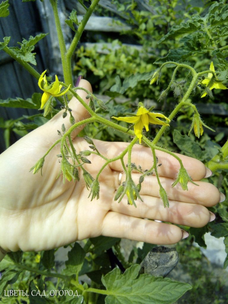 Источник: http://fl-garden.ru  