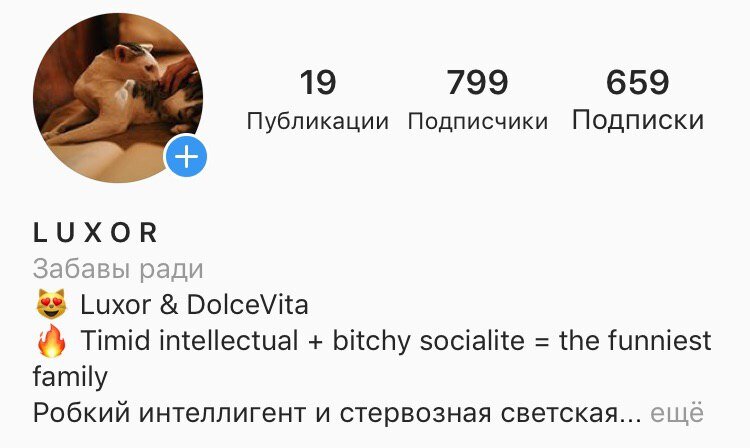 Продвижение аккаунта кота в Инстаграм