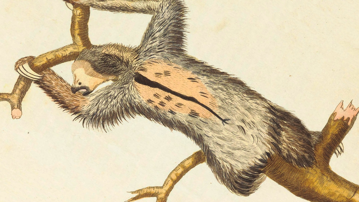 flickr / Biodiversity Heritage Library