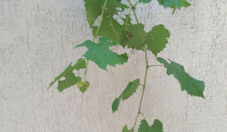 Автор фотографии ПУТНИК САНАЙ©