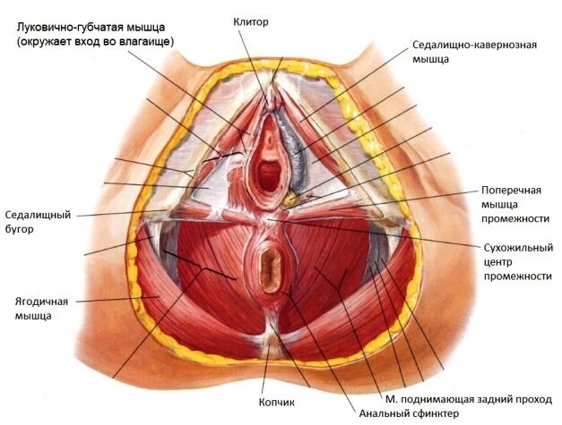 Упражнения Кегеля