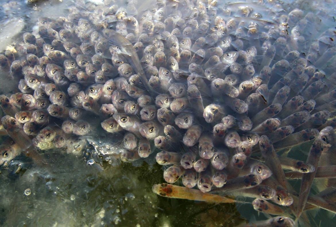 Кислород важнее всего. Фото взято из интернета