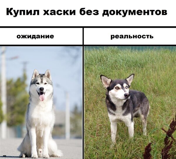 Яндекс. Картинки.