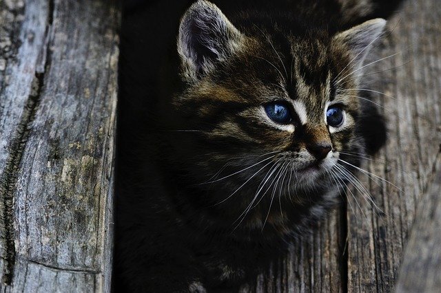 Изображение Petra Bajusová с сайта Pixabay