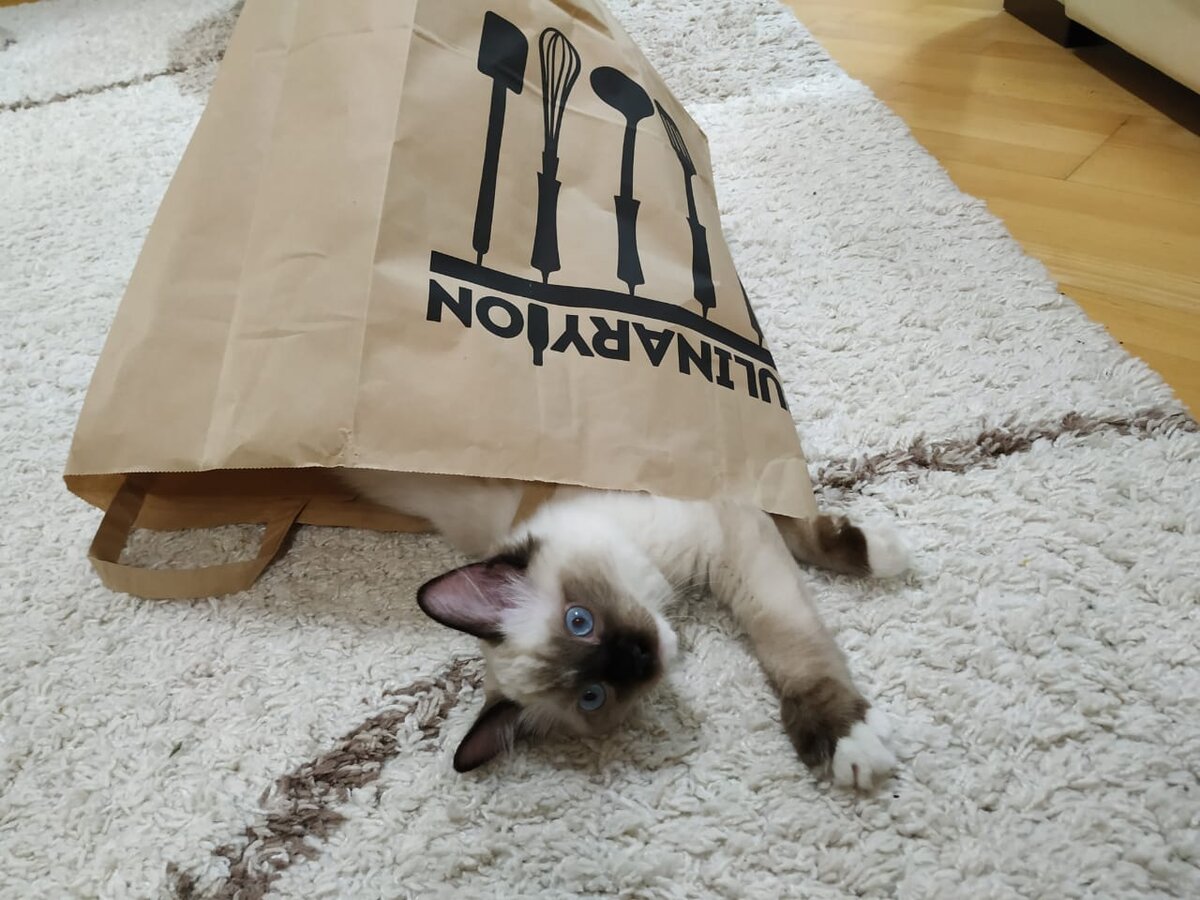 Котики прячутся сами и прячут свой запах, хорошенько закапывая в лотке.  Но не всегда этого достаточно, чтобы в доме не пахло. 