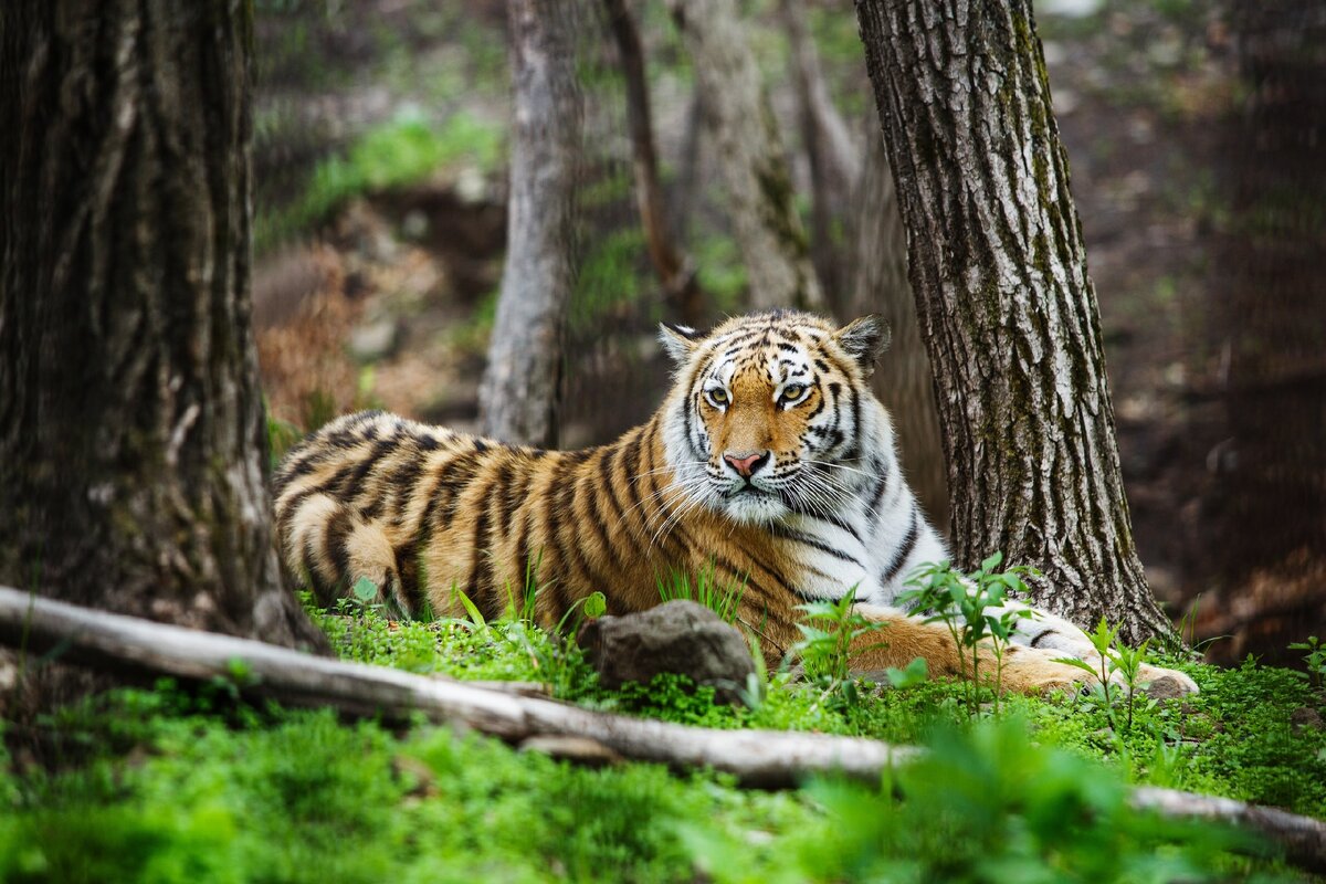 Амурский тигр (Panthera tigris altaica)